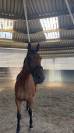 Mina een paard uit duizenden zoekt haar nieuwe thuis