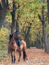 Mina een paard uit duizenden zoekt haar nieuwe thuis