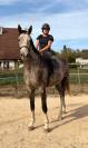 Hongre de 4 ans par Helios d'Helby