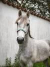 connemara PP 3 ans