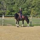 Gelding KWPN Dutch Warmblood For sale 2022 Black