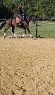 Gelding KWPN Dutch Warmblood For sale 2022 Black