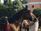 Pony castrone 148 cm, esperto in Mounted Games e salto 