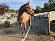 Cheval 1,5 ans SF