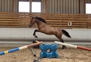 Cheval 1,5 ans SF