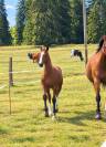 Pouliche FM &agrave; vendre