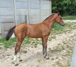 Pouliche FM &agrave; vendre