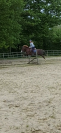 Poney/Cheval 1m49 17ans 