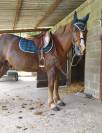 Poney/Cheval 1m49 17ans 