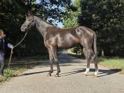 Vends top cheval hongre n&eacute; en 2024 pour CSO