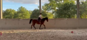 Trotteur Fran&ccedil;ais Hongre de 12 ans
