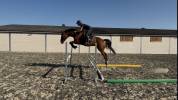 Gelding sBs Belgian Warmblood For sale 2021 Bay
