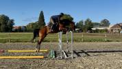 Gelding sBs Belgian Warmblood For sale 2021 Bay