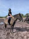 Poney D / petit cheval 