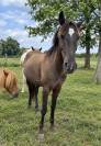 Poney D / petit cheval 