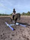 Poney D / petit cheval 