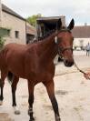 Entier 2 ans Selle Fran&ccedil;ais 