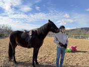 &Agrave; vendre hongre trotteur fran&ccedil;ais - 8 ans - 1.68m