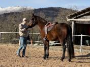 &Agrave; vendre hongre trotteur fran&ccedil;ais - 8 ans - 1.68m