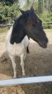 Paint horse oc 2022