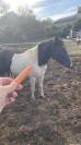Paint horse oc 2022