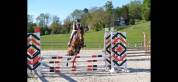 Poney polyvalent 5 ans cce, cso