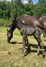 ⚜️ Flash by Queen ⚜️  FURST TOTO x ABDULLAH