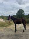 ⚜️ Flash by Queen ⚜️  FURST TOTO x ABDULLAH