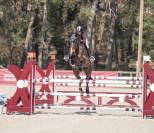 &Agrave; vendre cheval de sport