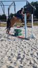 Poney Fran&ccedil;ais de selle 