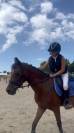 Poney Fran&ccedil;ais de selle 