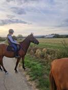 Poney Fran&ccedil;ais de selle 