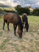 A vendre jument de sport ,ou elevage