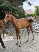 poulini&egrave;re ( Lauterbach) + pouliche 