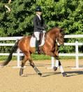 Cheval de 4 ans 
