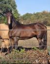 Cheval de 4 ans 