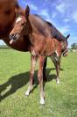 Pouliche ( Consul Dl vie X Lauterbach)