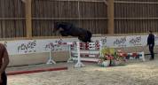 Hongre 3 ans Argento X Sandro Boy