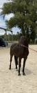 Hongre 3 ans Argento X Sandro Boy