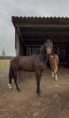 Hongre 1 an Contendro x Lauterbach