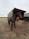 Hongre 1 an Contendro x Lauterbach
