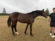 Hongre 1 an Contendro x Lauterbach