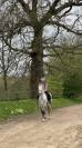 Cheval Hongre Lusitanien Gris 11ans 1m60 Rando/Dressage