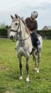 Cheval Hongre Lusitanien Gris 11ans 1m60 Rando/Dressage