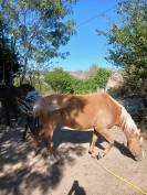 Jolie poulini&egrave;re QH