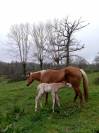 Jolie poulini&egrave;re QH