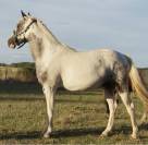 Pouliche 2,5ans Wpb