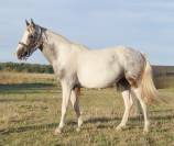 Pouliche 2,5ans Wpb