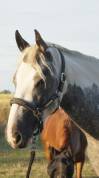 Pouliche 2,5ans Wpb