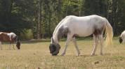 Pouliche 2,5ans Wpb